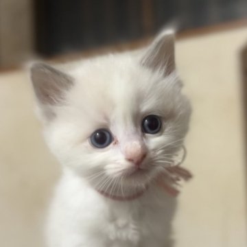ラグドール【京都府・女の子・2025年9月26日・ブルーポイントバイカラー（ふわっふわのもふもふ）】の写真「活発で好奇心旺盛な女の子」