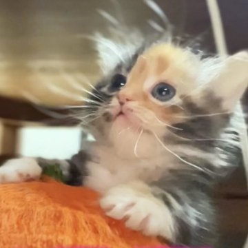 マンチカン(短足)【京都府・女の子・2025年11月2日・キャリコ(ブラックパッチドタビー&ホワイト)（ふわふわもふもふ(長毛)）】の写真「優しい表情の癒し系プリンセス」