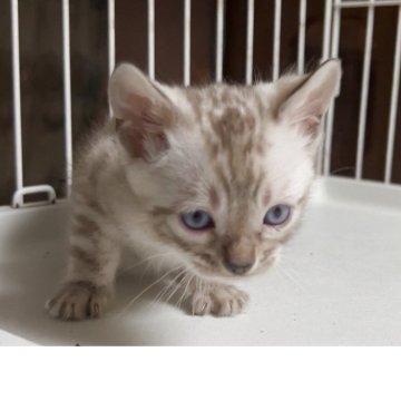 ベンガル【京都府・男の子・2026年2月2日・シールスポテッドリンクスポイント(ロゼット)（シルキータッチ(グリッター有り）】の写真「ロゼットのはっきりしたリンクスです。とっても美形男」