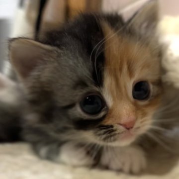 マンチカン(短足)【京都府・女の子・2025年11月2日・キャリコ(ブラックパッチドタビー&ホワイト)（ふわふわもふもふ）】の写真「優しい表情の癒し系プリンセス」