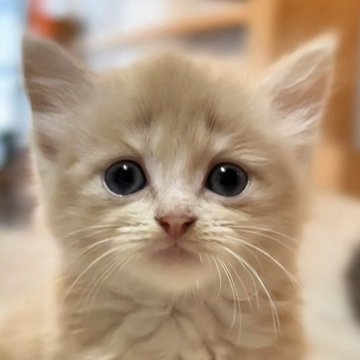マンチカン(短足)【京都府・男の子・2025年5月22日・クリームクラシック&ホワイト（ふわふわの長毛さん）】の写真「綺麗なクリーム色で優しいお顔のマイペース君」