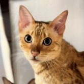 ベンガル