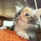 マンチカン(短足)