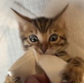 ベンガル