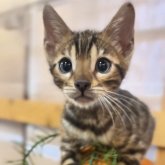ベンガル