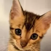 ベンガル