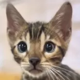 ベンガル