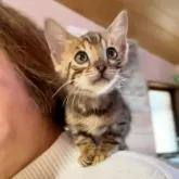 ベンガル【京都府・男の子・2024年11月30日・ブラウンスポテッドタビー】の写真1