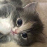 マンチカン(短足)