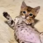 ベンガル【京都府・女の子・2025年1月20日・ブラウンスポテッドタビー】の写真1