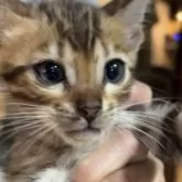 ベンガル【京都府・男の子・2025年3月23日・ブラウンスポテッドタビー】の写真2