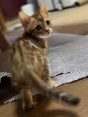 ベンガル【京都府・女の子・2025年1月20日・ブラウンスポテッドタビー】の写真3