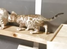 ベンガル【京都府・男の子・2025年2月3日・シールミンクスポテッドタビー(ロゼット)】の写真3