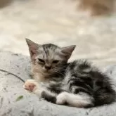 マンチカン(長足)【京都府・女の子・2025年3月30日・ブルーパッチドタビー&ホワイト】の写真4