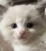 ラグドール【京都府・男の子・2025年9月26日・ブルーポイントバイカラー】の写真4