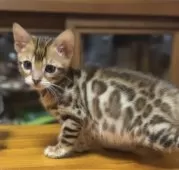 ベンガル【京都府・女の子・2025年1月20日・ブラウンスポテッドタビー】の写真4