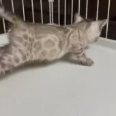 ベンガル【京都府・男の子・2026年2月2日・シールスポテッドリンクスポイント(ロゼット)】の写真4