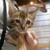 ベンガル【京都府・男の子・2025年3月23日・ブラウンスポテッドタビー】の写真5