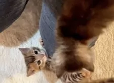 ベンガル【京都府・女の子・2025年1月20日・ブラウンスポテッドタビー】の写真5