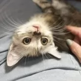 マンチカン(長足)【京都府・女の子・2025年3月30日・ブルーパッチドタビー&ホワイト】の写真5