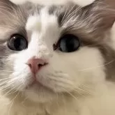 ラグドール【京都府・男の子・2025年9月26日・ブルーポイントバイカラー】の写真5「パパさんです。」