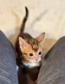 ベンガル【京都府・女の子・2025年1月20日・ブラウンスポテッドタビー】の写真6