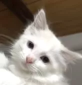 ラグドール【京都府・女の子・2025年9月26日・ブルーポイントバイカラー】の写真5