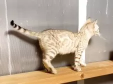 ベンガル【京都府・女の子・2025年2月3日・シールミンクスポテッドタビー(ロゼット)】の写真7