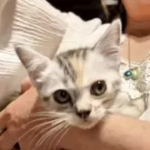 マンチカン(長足)【京都府・女の子・2025年3月30日・ブルーパッチドタビー&ホワイト】の写真7