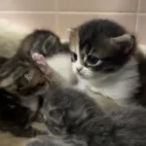 マンチカン(短足)【京都府・女の子・2025年11月2日・キャリコ(ブラックトーティ&ホワイト)】の写真4