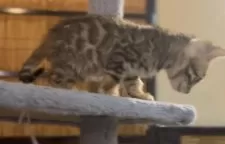 ベンガル【京都府・男の子・2024年11月30日・ブラウンスポテッドタビー】の写真2