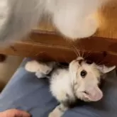 マンチカン(長足)【京都府・女の子・2025年3月30日・ブルーパッチドタビー&ホワイト】の写真8