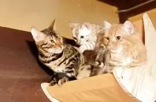 ベンガル【京都府・女の子・2025年2月3日・シールミンクスポテッドタビー(ロゼット)】の写真8