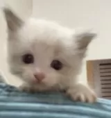 ラグドール【京都府・男の子・2025年9月26日・ブルーポイントバイカラー】の写真9