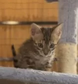 ベンガル【京都府・男の子・2024年11月30日・ブラウンスポテッドタビー】の写真4