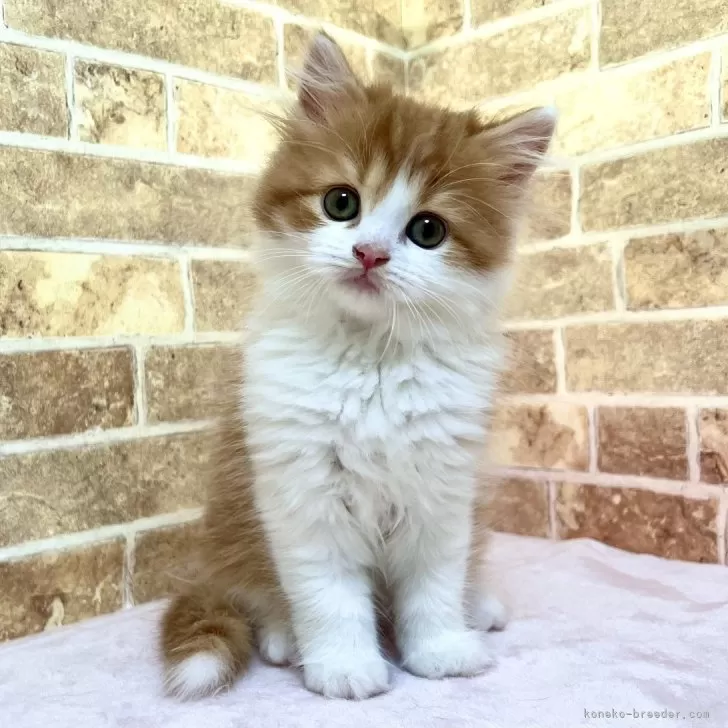 ID：2405-01729の子猫