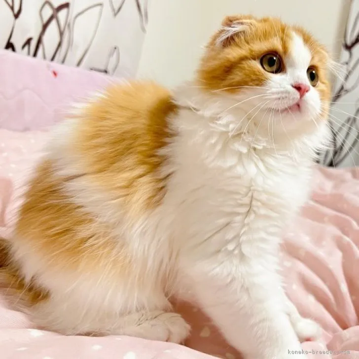 ID:2306-02158の子猫