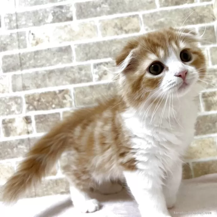 kana 様のお迎えした子猫
