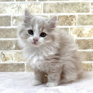 スコティッシュフォールド(立ち耳)【群馬県・男の子・2025年9月18日・クリームタビー&ホワイト】の写真「元気な男の子です！」