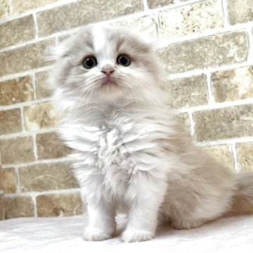 スコティッシュフォールド(折れ耳)【群馬県・男の子・2025年9月18日・クリームタビー&ホワイト】の写真「元気な男の子です！」