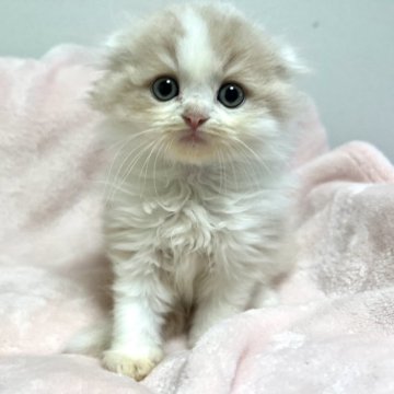 スコティッシュフォールド(折れ耳)【群馬県・男の子・2025年9月18日・クリームタビー&ホワイト】の写真「大人しい男の子です！」