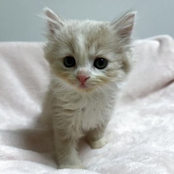 スコティッシュフォールド(立ち耳)【群馬県・男の子・2025年9月18日・クリームタビー&ホワイト】の写真「元気な男の子です！」