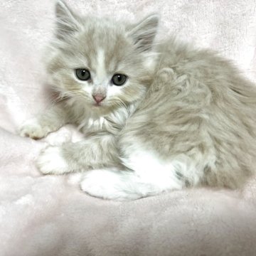 スコティッシュフォールド(立ち耳)【群馬県・男の子・2025年9月18日・クリームタビー&ホワイト】の写真「元気な男の子です！」