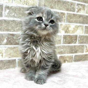 スコティッシュフォールド(折れ耳)【群馬県・女の子・2025年9月20日・ブルーバッチドタビー】の写真「耳折れの可愛い女の子です！」