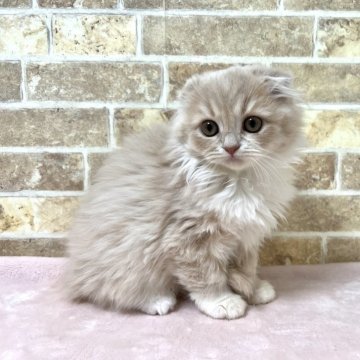 スコティッシュフォールド(折れ耳)【群馬県・女の子・2025年9月18日・クリームタビー&ホワイト】の写真「可愛い女の子です！」