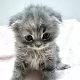 スコティッシュフォールド(折れ耳)