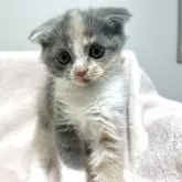 スコティッシュフォールド(折れ耳)