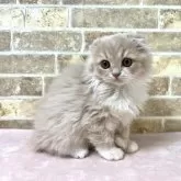 スコティッシュフォールド(折れ耳)