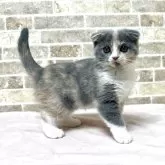 スコティッシュフォールド(折れ耳)