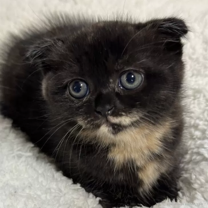 ID:2408-02474の子猫